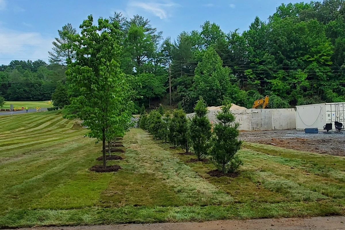 Trees lined in a grassy field